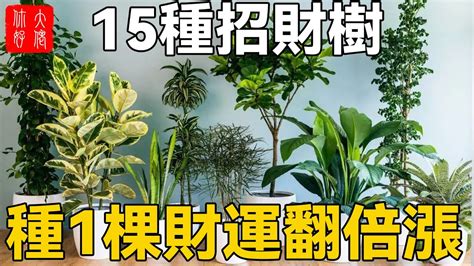 發財木|發財樹有哪些？8種招財植物讓你財源滾滾 